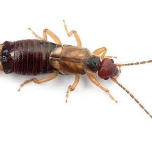 Earwig